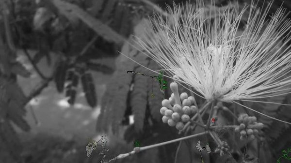 the old tungus (pred-pilot)