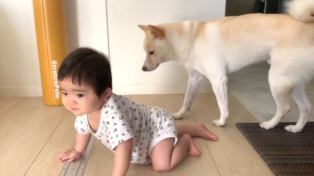 【リアルな姿】柴犬が赤ちゃんに威嚇して吠えまくる・・ смотреть онлайн