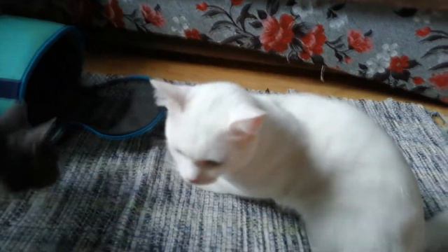 КАСТРИРОВАЛИ БЕЛОГО КОТА. Другие коты понимают: что-то случилось, и переживают за своего. смотреть онлайн