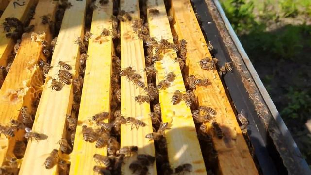 Семья медовик и улей лысонь. Первый результат сбора подсолнуха. N9 смотреть онлайн