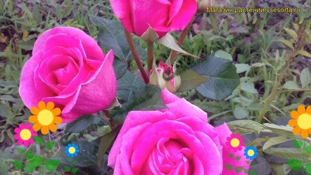 Роза флорибунда Европа. Краткий обзор, описание характеристик, где купить саженцы Europa