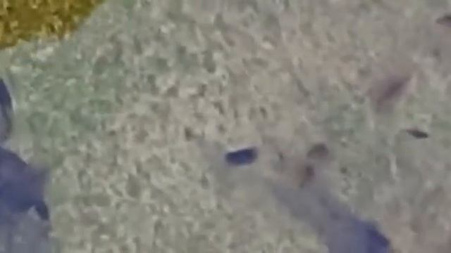 Яйца (Эфипии) Дафнии Магна впервые на видео крупным планом смотреть онлайн