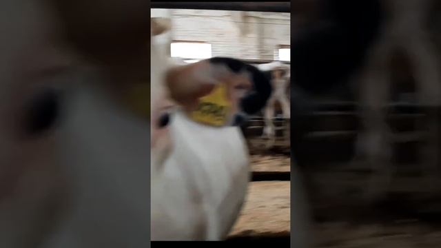 Продажа КРС в Атырауской области. Продажа племенных нетелей в Атырау. смотреть онлайн