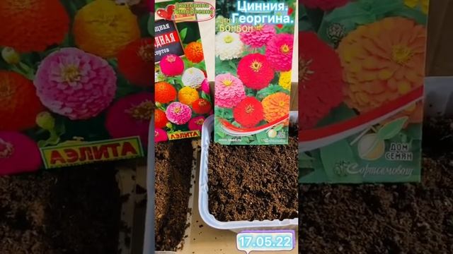 Цинния. ?Георгина. ? Все цвета радуги #цинния #георгина #цветы #радугакрасок #красивыецветы смотреть онлайн