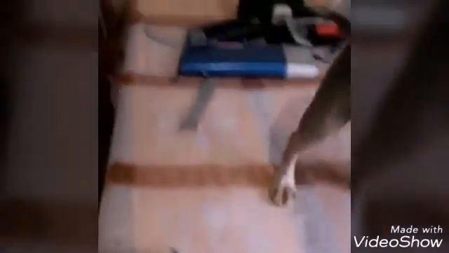 Груминг йорка