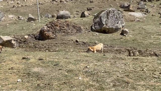 Горный поход с велосипедами Кавказ. День 2 Большой Бермамыт - Каменномостское оз Шадхурей смотреть онлайн