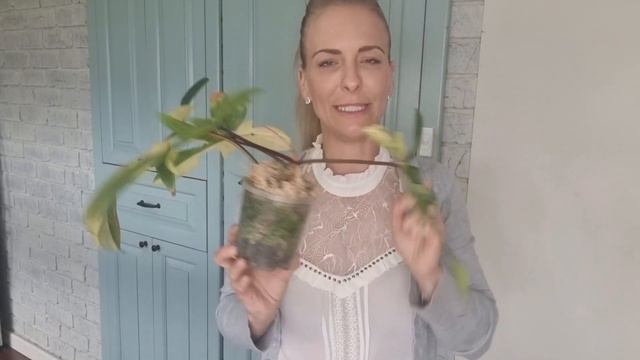 Philodendron 'Florida Beauty' | Repot & Care | Rare plants смотреть онлайн