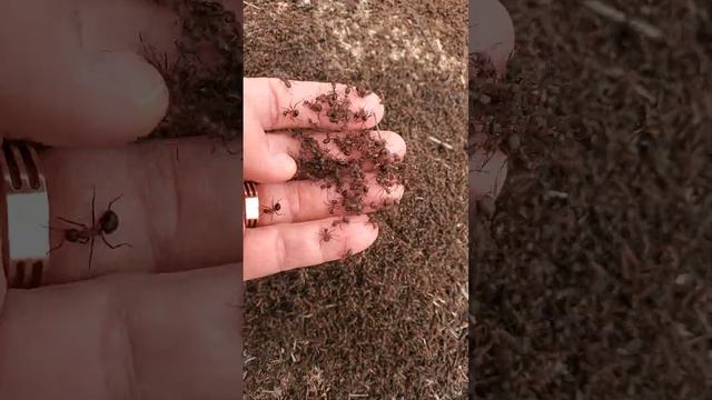 ЖИВАЯ  МОГИЛА