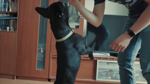 Артур и его французский дог Том