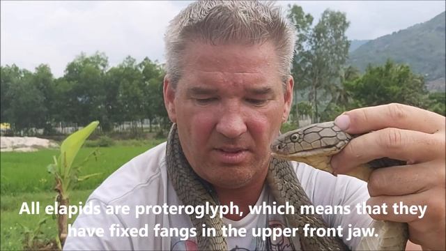 Ophiophagus Hannah, King Cobra