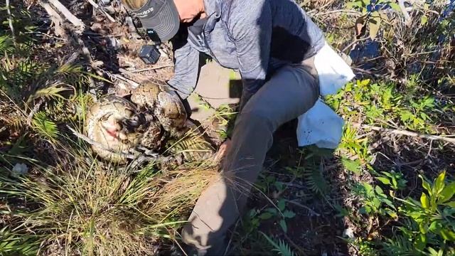 Python Bite смотреть онлайн