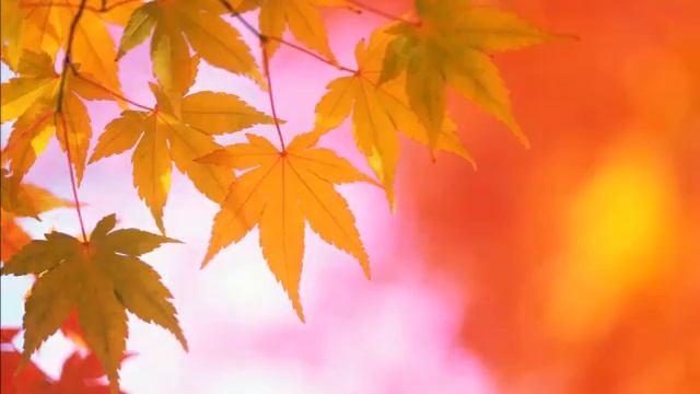 Казанская икона Божией Матери смотреть онлайн