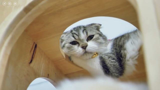 ETRA LONG HOURS  Of Relaxing Music For Cats - Soothe Your Cat With Music | Sleepy Cat