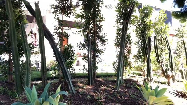 Есть ли вирус в Америке? смотреть онлайн