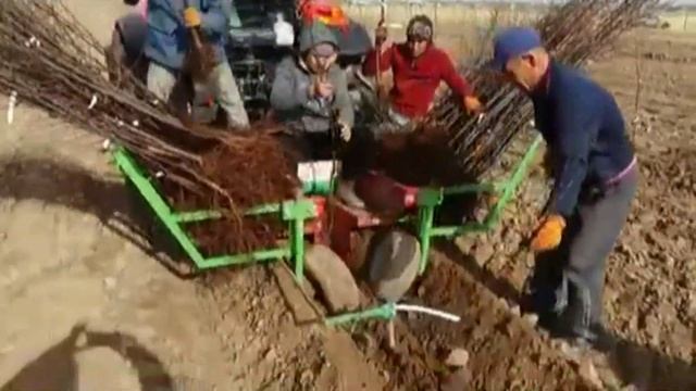 Современная посадка сада смотреть онлайн