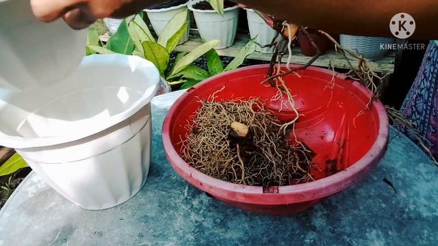 ANTHURIUM MAGNIFICUM With Double Headed I  How To Separate Them? II +care Tips I Anahardinera Atbp.