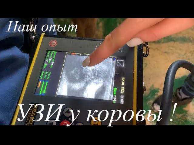 УЗИ у коровы .Схема для осеменения крс.