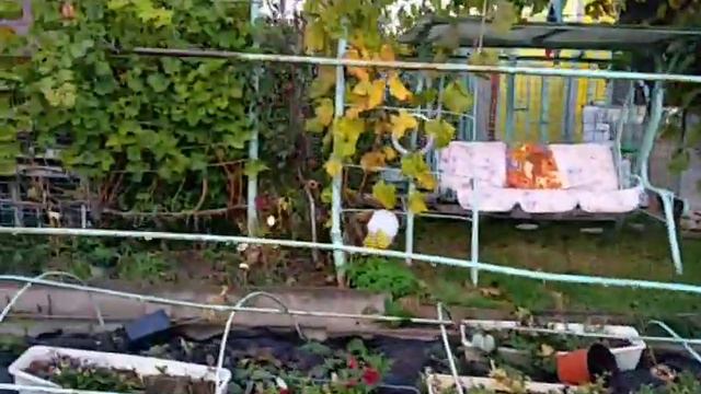 Виноград Подмосковья 25.10.2020, развитие кустов, сорт Колумбия ещё не созрел. Виноградник Копейки смотреть онлайн
