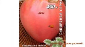 Томат обыкновенный Краса сибири (krasa sibiri) ? обзор: как сажать, семена томата Краса сибири