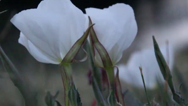 Oenothera tetraptera Энотера четырехкрылая смотреть онлайн