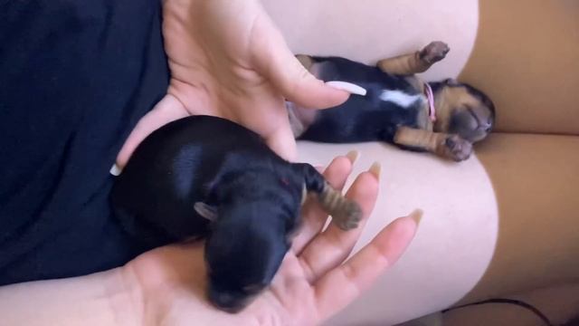 Какие дети получаеться от Йорка и Бивер Йорка. Токсикоз у Луны смотреть онлайн