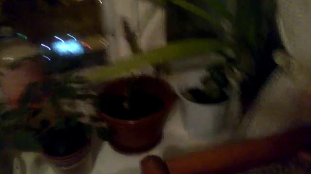 Танцующий цветок смотреть онлайн