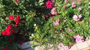 Красивые розы. Супер роза Ле Катр Сезон - красоты много не бывает!