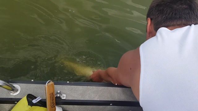 Иваньковское Вдх.Трофей на 4 .500 кг амнистирован . Отпускайте трофейную рыбу ! смотреть онлайн