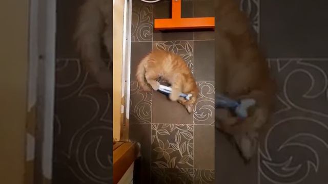 Котик Мейн кун на рыбалке. Новая игрушка для котёнка. Maine Coon fishing. A new toy for a kitten. смотреть онлайн