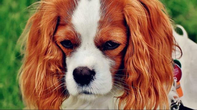 5 Reasons Why You Shouldn’t Get A Cavalier King Charles Spaniel