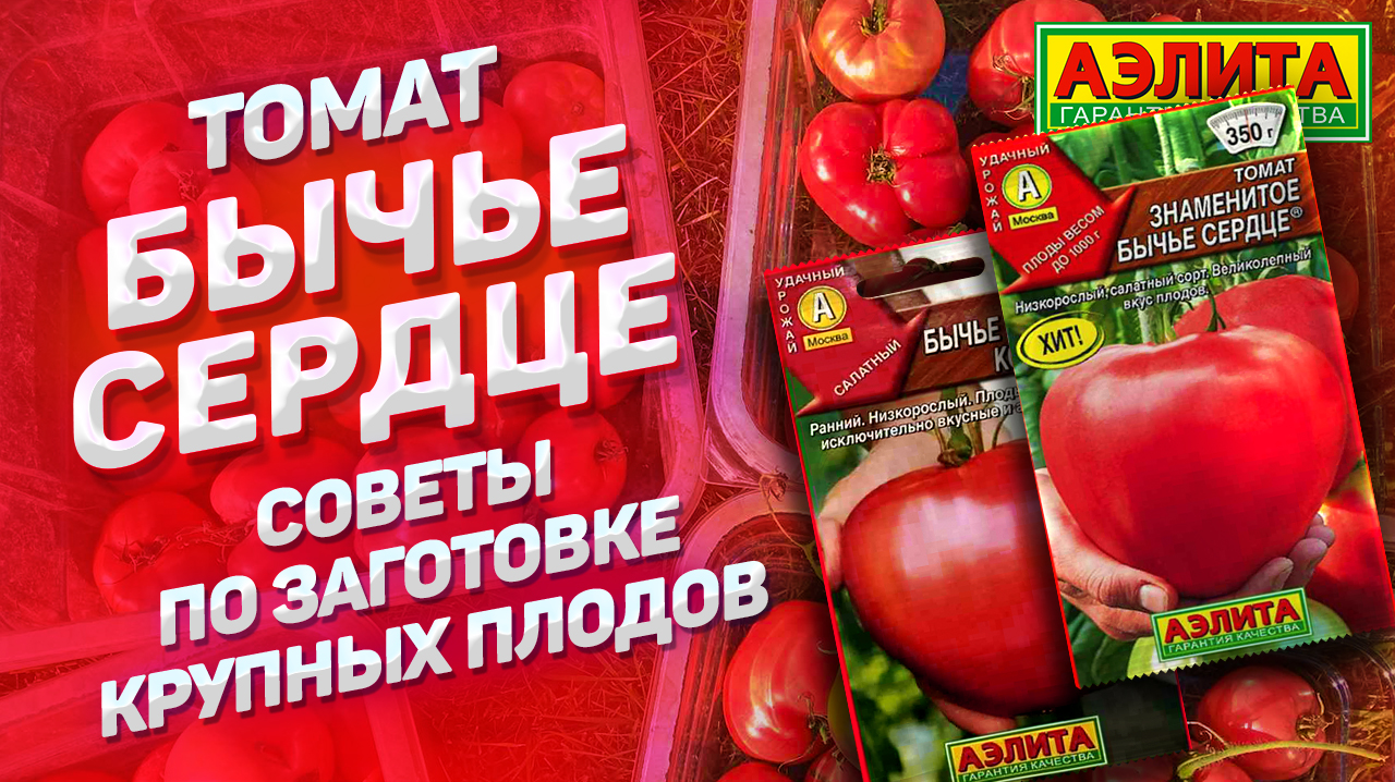 Томат БЫЧЬЕ СЕРДЦЕ: обзор знаменитого сорта! Советы по ЗАГОТОВКЕ КРУПНЫХ ТОМАТОВ. смотреть онлайн