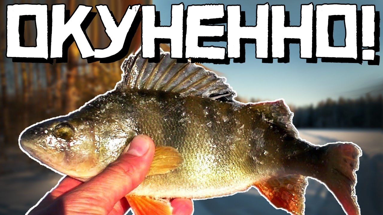 ОКУНИ не ЛЕЗУТ в ЛУНКУ! Такое БЫВАЕТ? Все просто... ОКУНЕЛИ! смотреть онлайн