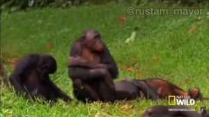 Джавид и обезьяны | озвучка