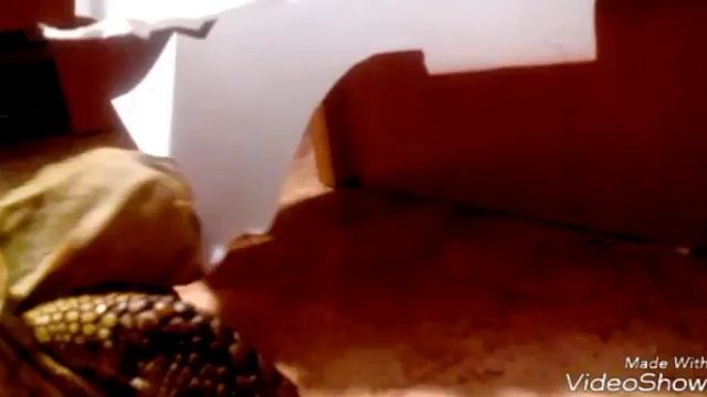 Моя черепаха ест бумагу смотреть онлайн