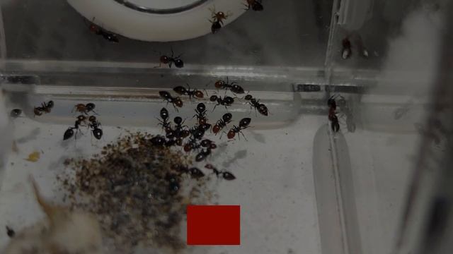 CREMATOGASTER SCUTELLARIS, COLOBOPSIS TRUNCATA; ОКТЯБРЬ 2021 смотреть онлайн