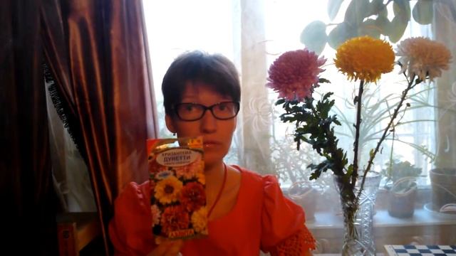 Хризантема и рудбекия: выращивание  из семян