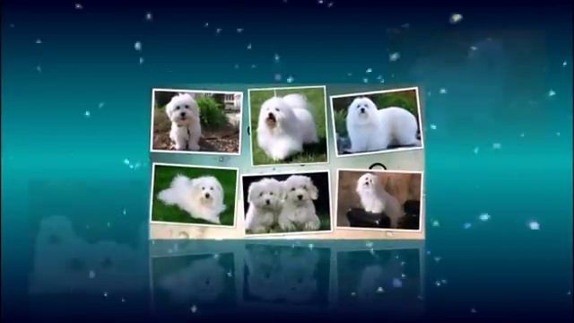 Котон де Тулеар или Мадагаскарский Бишон смотреть онлайн