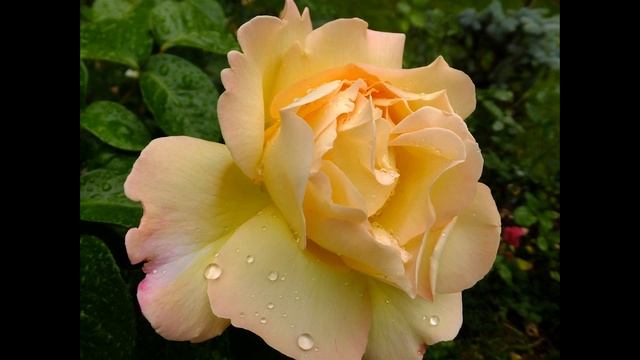 Gloria Dei - Peace (Gioia, Mme Antoine Meilland, Beke, Fredsrosen, Mme.A.Meilland ) Rose смотреть онлайн