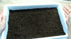 Сеем капусту на рассаду! От А до Я!!!