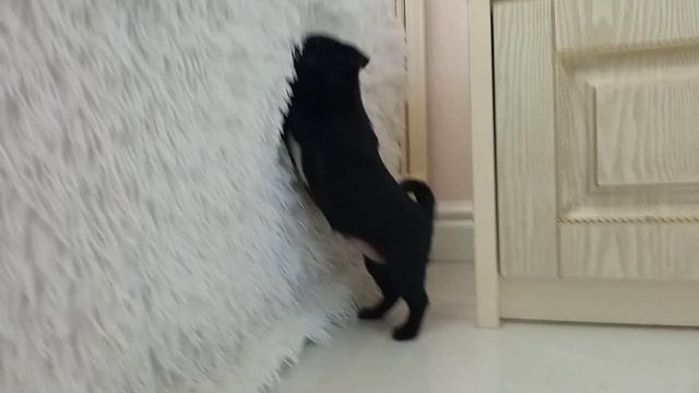 #чаг#иинимопс#лоши смотреть онлайн