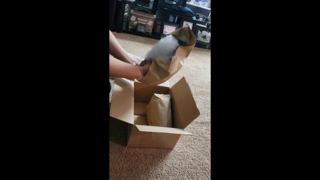 Plant Unboxing Alocasia micholitziana 'Frydek' смотреть онлайн