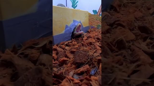 Королевский питон зевает #змея #питон #рептилия смотреть онлайн