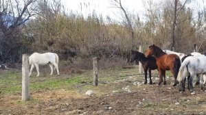 ВСТРЕЧАЕМ НОВОГО  ЖΕРΕБЦΑ. ИНТЕРЕСНЫЕ ФАКТЫ О РАЗМНОЖЕНИИ ЛОШАДЕЙ.