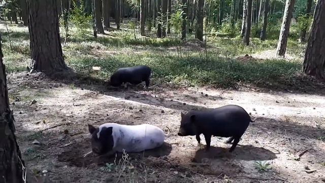 Изучаем животных. Обучающее видео для детей с животными смотреть онлайн