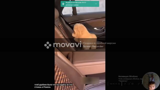 смешные видео про животных смотреть онлайн