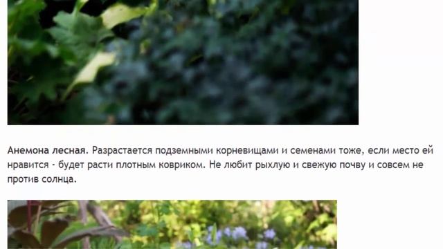 Почвопокровные растения для тени