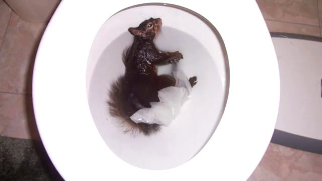 САМЫЕ СТРАННЫЕ СУЩЕСТВА, НАЙДЕННЫЕ В УНИТАЗЕ смотреть онлайн