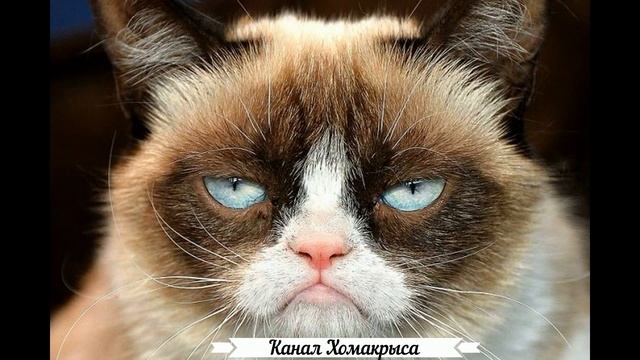 ? Звуки раздражающие кошек котов и собак  РАЗДРАЖАЮЩИЕ ЗВУКИ  НЕПРИЯТНЫЕ ЗВУКИ  Звуки мяуканья коше