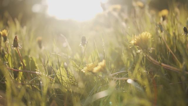 ВОССТАНОВЛЕНИЕ НЕРВНОЙ СИСТЕМЫ 🌿 Нежная музыка, успокаивающая нервную систему и радующая душу смотреть онлайн
