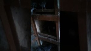 Мои Николаевские лётные голуби 2019 года.